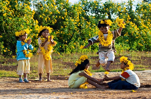 mua vang hoa da quy o da lat